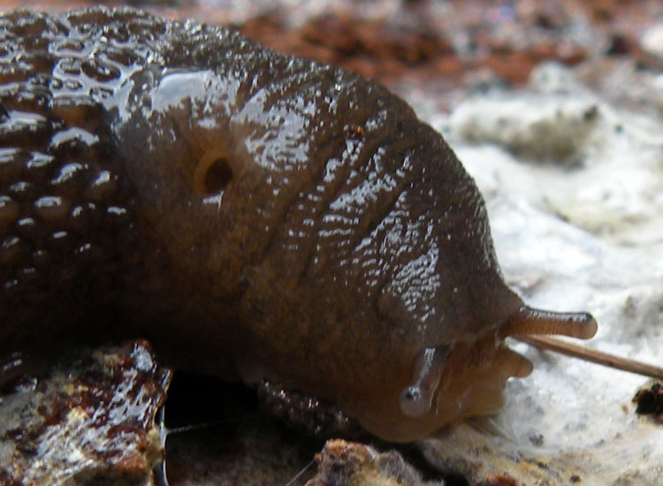 Limax montanus da Trentino occidentale - Dolomiti del Brenta